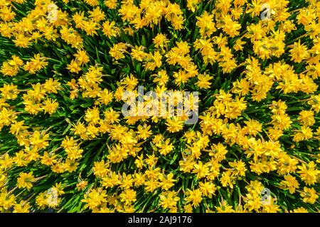 Top view closeup of gorgeous blooming yellow double daffodils. Daffodil flower bed in the Dutch floricultural garden Keukenhof with various spring-flo Stock Photo