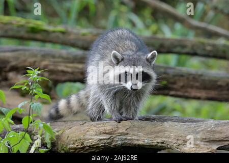 Curious raccoon walking on a branch Stock Photo