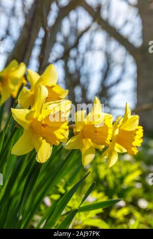 Close up of wild flowers Daffodils in bloom at spring Stock Photo