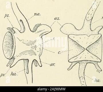 A treatise on zoology . a£ Fk;. 3S8. Transverse section of the vertebral coluniu in the trunk of a very young Trout (Salino),enlarged, a.h, dorsal wall of air-bladder; a.c, abdominal coeloni; bd, basidorsal cartilage ;bv, basiveritral cartilage ; c, jjosterior cardinal vein ; el, elastica externa ; /.«, fibrous sheathsurrounding notochord ; f/.r, genital ridge ; li, dorsal longitudinal ligament; m.d, mesonepliiicduct; nx, nerve-chord ; r, rib ; d, skeletogenous tissue. A. 15.. Fk;. 33.i. Caudal vertebrae of Thynnus vidparis (Cuv. and Val.)- A, right-side view ; B, left-sideview of the same cut Stock Photo