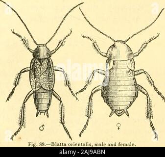 The animal kingdom, arranged after its organization : forming a natural history of animals, and an introduction to comparative anatomy . gnot only eatables, but gnawing also woollen and silk materials, and even shoes; they will also eatother insects. Some species of Sphex make warupon them. [The species are very numerous, and have lately beenformed into a considerable number of genera by Serville and Burmeister: Latreille, however, retained them under ^,  / /i^ t^ the single genus Blatta.] Blatta orientalis [the common Cockroach] is an inchlong; the male is furnished w ith wings shorter than Stock Photo