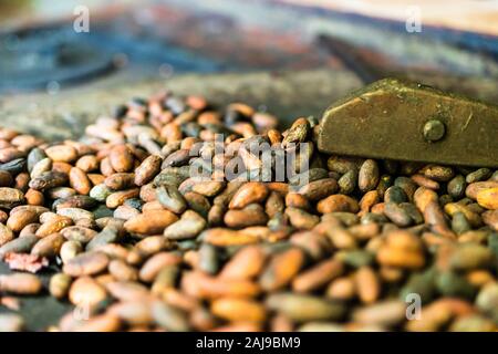 Cocoa concept with raw, peeled, and crushed cocoa beans being roasted traditionally in El Salvador Stock Photo