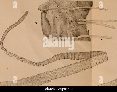 Notes on some rare and interesting marine crustacea . m Stock Photo