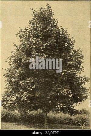 Vaughan's seed store . pringeffect. 5 to 6 ft., $1.00. LINDEN (Tilia) Americana. (American Linden.) A fast growing, upright,close-headed native tree with large leaves and fragrantflowers. 8tol0ft. 1 to IK in. cal., $1.25; 2 Yt in. cal. $2.50. Crimean Linden. (T. Dasystila.) A handsome tree with apyramidal head. Leaves heart-shaped, darklustrous green,turning yellow and brown in autumn. 10 ft., 2 in.cal., $3.00. PLANE (Platanus) London Plane or Sycamore. (Orientalis.) A large andlofty tree with massive branches forming a wide crown.Foliage a bright green, flowers pendulous, the latter aboutone Stock Photo
