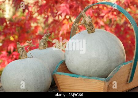 Cucurbita maxima 'Crown Prince'. Freshly harvested home grown Crown Prince squash in a trug in an autumn garden. UK Stock Photo