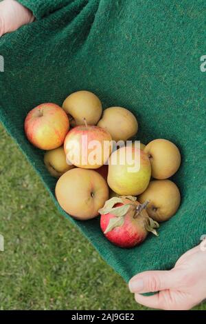 Apples in jumper hi-res stock 