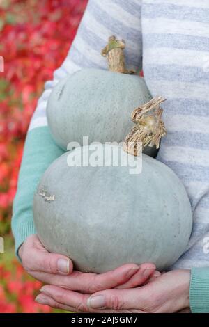 Cucurbita maxima 'Crown Prince'. Freshly harvested home grown Crown Prince squash held by woman in autumn garden. UK Stock Photo
