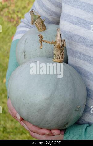 Cucurbita maxima 'Crown Prince'. Freshly harvested home grown Crown Prince squash held by woman in autumn garden. UK Stock Photo