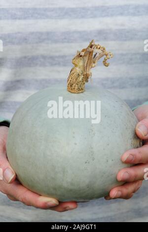 Cucurbita maxima 'Crown Prince'. Freshly harvested home grown Crown Prince squash held by woman in autumn garden. UK