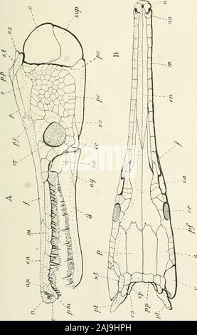 A treatise on zoology . ^ nervesreach the nasal capsules through long canals in the ethmoid cartilage.Paired fulcra arm the edges of the fins (Fig. 62). On the skullare to be noticed the usual paired supratemporals, parietals, andfrontals ; the pterotics are large, and the nasals are represented byelongated ethmo-nasals and small anterior nasals. There is nopineal foramen. A long preoperculum runs along the ventral edgeof the operculum, most of the cheek region being covered bynumerous irregular plates (Fig. 320). Characteristic of the upperjaw is the subdivision of the maxilla into a row of s Stock Photo