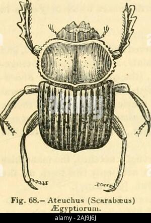 Last joint of the maxillary palpi Stock Photo - Alamy