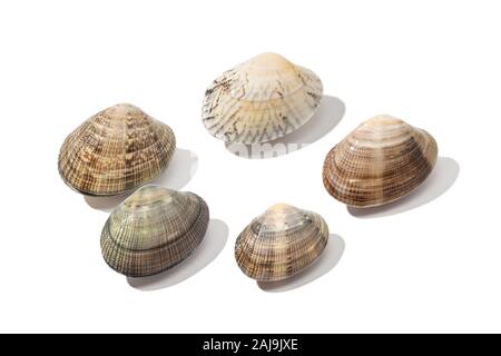 group of fresh clam isolated on white background. Edible mollusk from Galicia, Spain Stock Photo