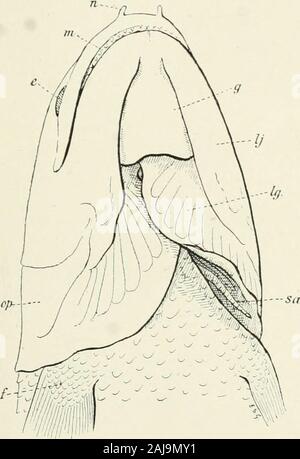 A treatise on zoology . AM 10 ID EI 333 or with rounded hiudcT edge ; they are small or absent. A^ a rule,there are no distinct vertebral bodies. The pectoral and caudal fin.s arevery large, and the hypochordal lobe is supported by a much-expandedhaemal arch. The pelvics are small and far forwards. Euthynotus, Wagner; Sauwpii^, Ag. ; Asthenocormus, A. S. W. ;]achycormus, Ag. ; Hyii^ocormns, Wagner (Fig. 310); Jurassic, Europe.Jrotosphyraena, Leidy ; Cretaceous, Europe and North America. Family Amiidae. These fish differ from those of the previous familychiefly in external shape. The body is fu Stock Photo
