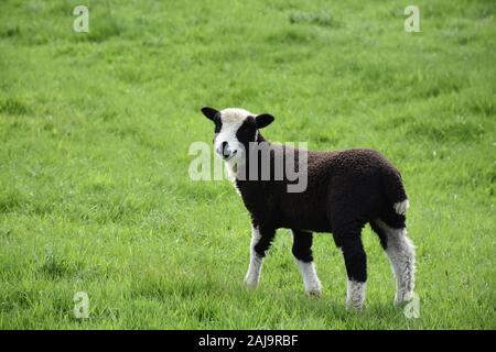 Precious black lamb looking back over his shoulder. Stock Photo