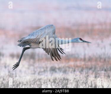 Sandhill crane flying over marsh at sunrise at the Bosque del Apache National Wildlife Refuge in New Mexico Stock Photo