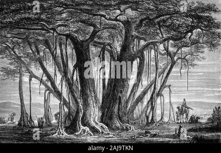 Great Banyan Stock Illustration - Download Image Now - Banyan Tree,  Cartoon, Illustration - iStock