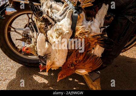 Carrying chickens on a scooter in ouagadougou, burkina faso Stock Photo