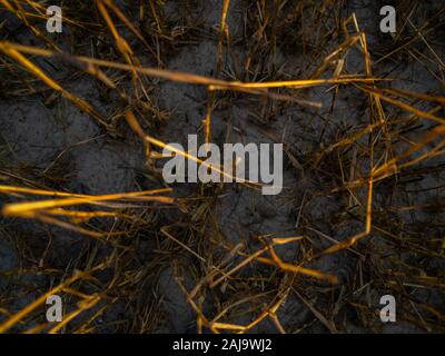 Looking Down on Dead Cord Grass in the Fall Stock Photo