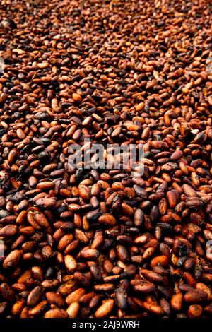Cocoa drying near agboville, ivory coast Stock Photo