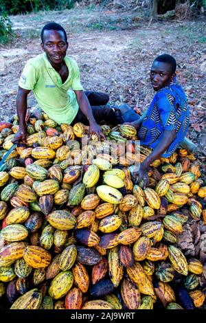 Cocoa planters sitting on pods near agboville, ivory coast Stock Photo