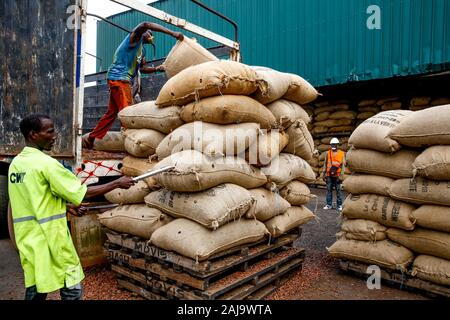Worker sampling sacks of cocoa unloaded at abidjan port Stock Photo
