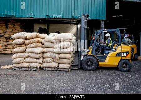 Handling sacks of cocoa at abidjan port Stock Photo
