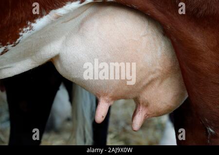 Abondance cow in the french alps Stock Photo