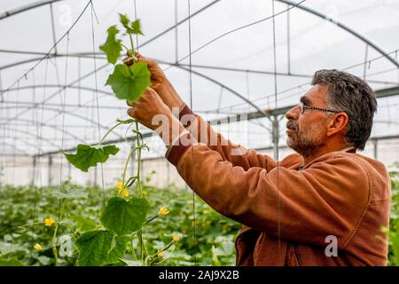 Greenhouse Stock Photo