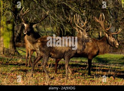 Herd of Mature Red deer stag, Cervus Elaphus, rutting season,Wollaton Park,Nottingham,England,UK Stock Photo