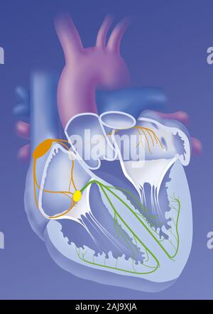 Heart and cardionector system Stock Photo