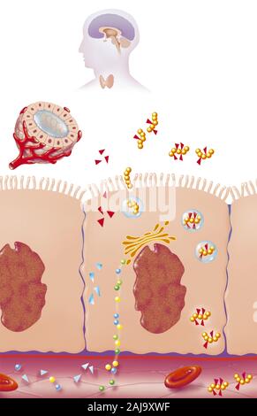 Hyperthy Illustration of a healthy thyroid gland and hyperthyroidism Stock Photo ...