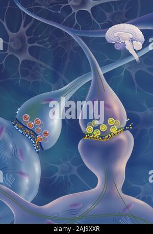 Brain synapses and neurons, Brain synapses pathology and Neurological ...