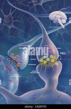 Attention deficit disorder, adhd Stock Photo