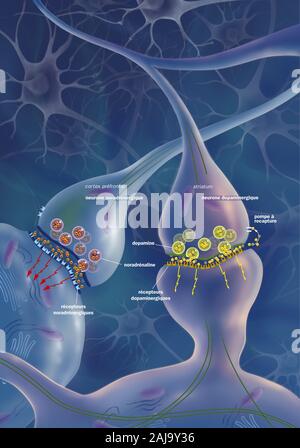 Brain synapses and neurons, Brain synapses pathology and Neurological ...