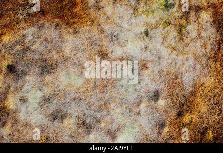 Dried seaweed on the sandy beach Stock Photo
