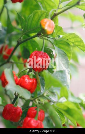 Trinidad Moruga Scorpion Chillies growing on plant Stock Photo