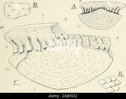 A treatise on zoology . i, parietal; p.d, post-clavicle ; p.oji, preopercular ; y^ post-temporal ; jmur, jire-maxilla ; ij, pterotic (squamosal); scl, supraclavicle ; so, circnmorbital ring and postorbitals ;St, supratemporal. Dotted lines indicate the course of lateral-line canals. anterior paired gulars are large, and there are large lauiary teeth on thejaws (Traquair [444]). Cheirvlepis, Ag. ; Devonian of Europe and Canada. Sub-Family Palaeoniscidinae. The paired gular plates are notmuch enlarged, the scales are of normal size, the lepidotrichia scarcelyextend inwards, and the teeth are usu Stock Photo