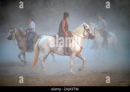 Riders guides a bull through a corral Stock Photo