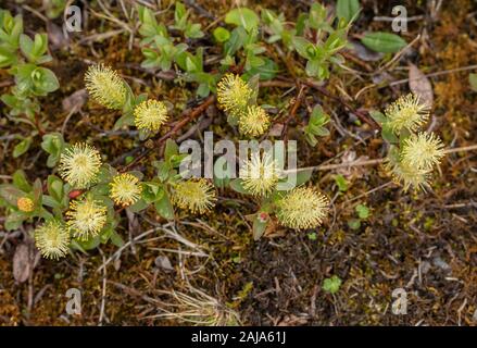 Mountain willow, Salix arbuscula in flower with male catkins. Arctic Sweden. Stock Photo