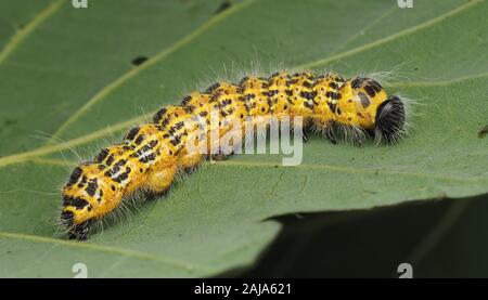 Buff-tip caterpillar (Phalera bucephala) at rest on oak leaf. Tipperary, Ireland Stock Photo