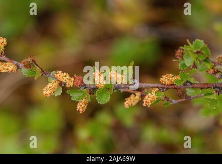 Dwarf birch, Betula nana, in flower in tundra. Rare in UK. Stock Photo