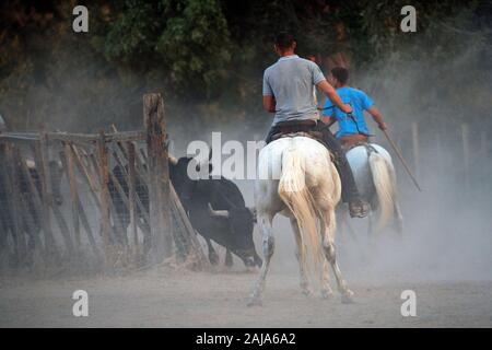 Riders guides a bull through a corral Stock Photo