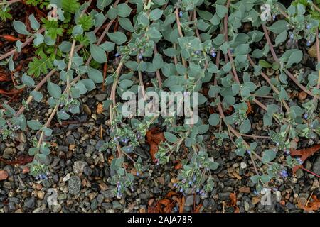 Oysterplant, Mertensia maritima growing on the shore in northern Norway. Stock Photo