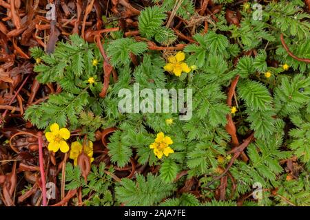 Silverweed, Potentilla anserina in flower, growing at the tideline among seaweed. Stock Photo