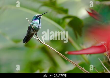 Green Violetear hummingbird (Colibri thalassinus cabanidis), in the cloud forest of Monteverde, Costa Rica. Stock Photo