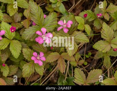 Arctic bramble, Rubus arcticus in flower in open birch woodland, Sweden. Stock Photo