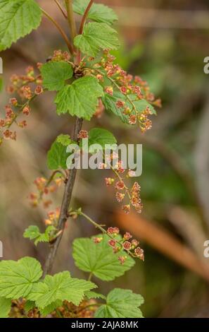 Northern Redcurrant, Ribes spicatum, in flower in arctic Sweden. Stock Photo