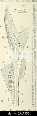 A treatise on zoology . tive groups fulcral scales are found on the extreme anterior edge of some or all of the fins, especially on the dorsal edge of the caudal. The fulcra are quite peculiar to this Division, and consist of a double series of elon-gated scales (Fig. 286); often the opposing scales fuse to Y-shaiDed fulcra (Fig. 280). In the gular series of plates the mostanterior median is gener-ally large and the pairedseries become very numer-ous and narrowed (Figs. 285-7). They are con-verted into freely movablebranchiostegal rays. Thetwo foremost may belonger than the others,but never oc Stock Photo