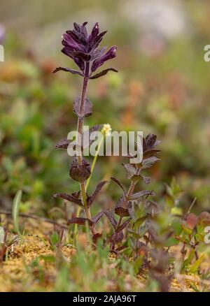 Alpine bartsia, Bartsia alpina, in flower in damp upland pasture. Stock Photo