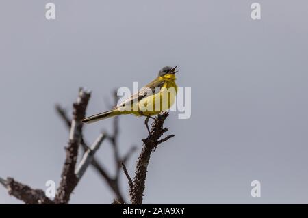 A yellow wagtail, Motacilla flava thunbergi, the grey-headed wagtail, male on its arctic Sweden breeding ground. Stock Photo